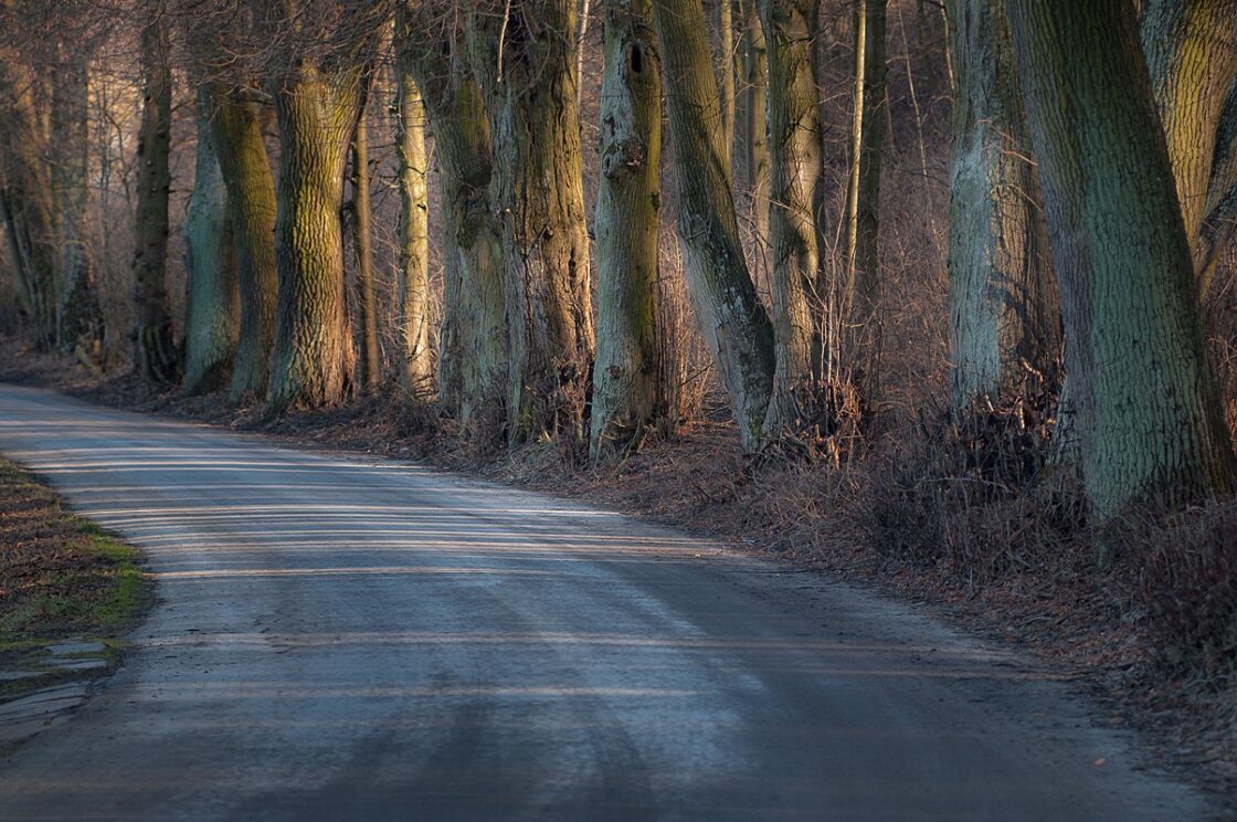 Aleja drzew o zachodzie, fotograf Paweł Litwin