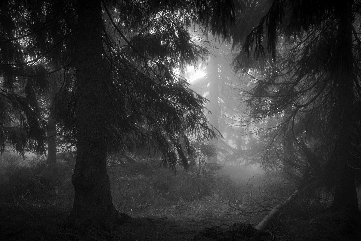 Las we mgle, Karkonosze, fotograf Paweł Litwin